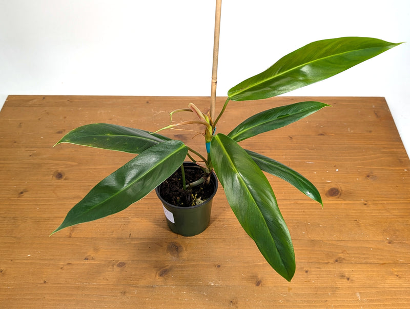 Philodendron Ruizii x Patriciae