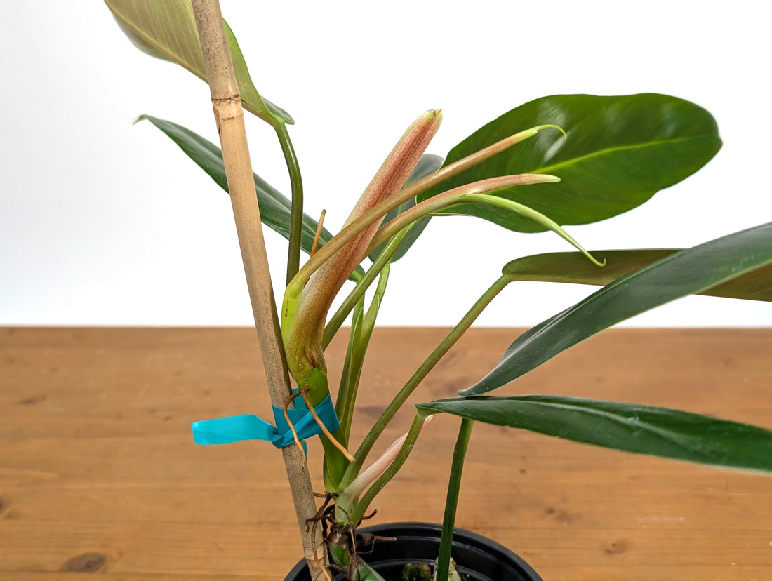 Philodendron Ruizii x Patriciae