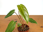 Philodendron Esmeralda Spirit - P. Esmeralda x Spiritus Sancti