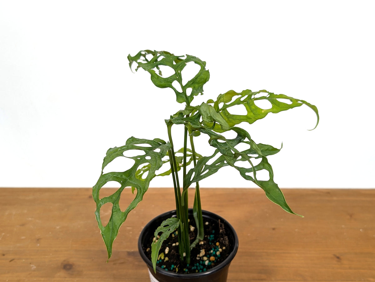Monstera Obliqua Peru