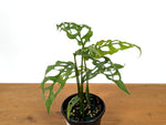 Monstera Obliqua Peru