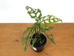 Monstera Obliqua Peru