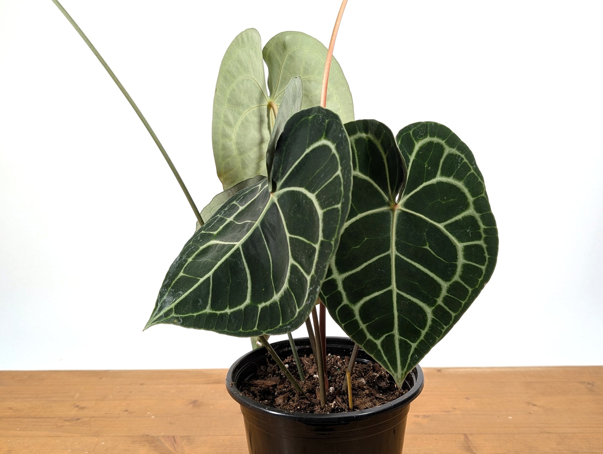 anthurium clarinervium variegata Anthurium Clarinervium – Plantamani Plants