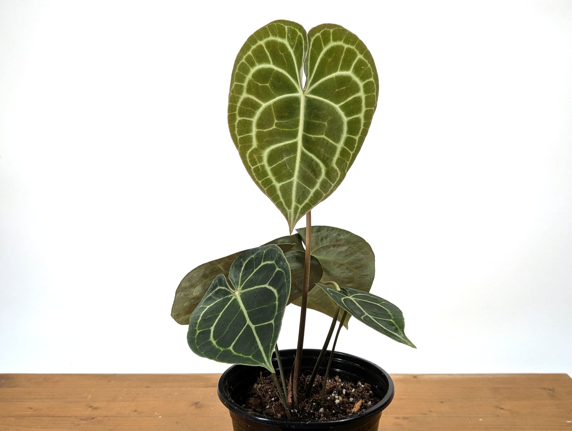 anthurium clarinervium wiki Anthurium Clarinervium – Plantamani Plants