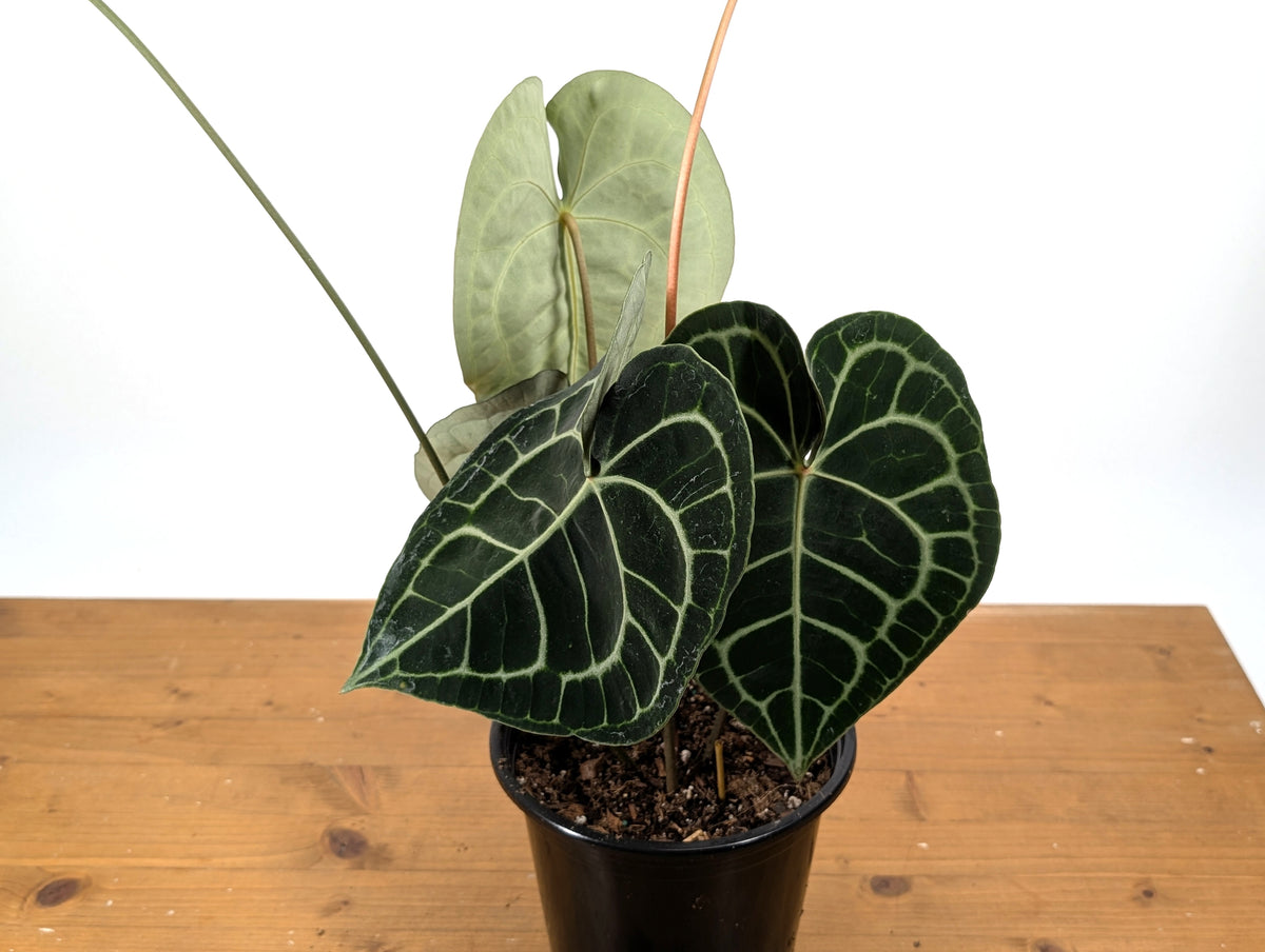 Anthurium Clarinervium