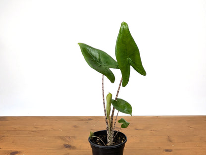 Alocasia Zebrina