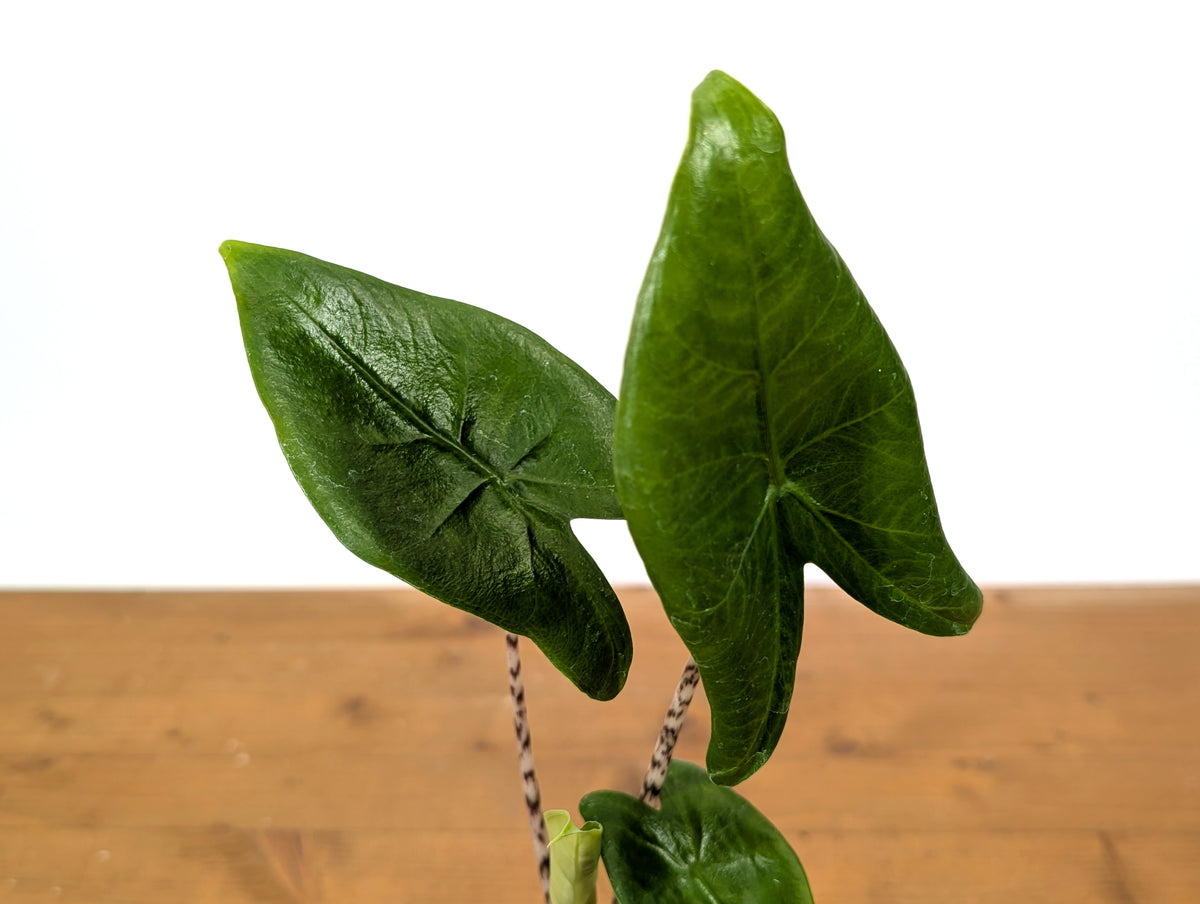 Alocasia Zebrina