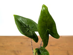 Alocasia Zebrina