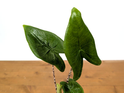 Alocasia Zebrina