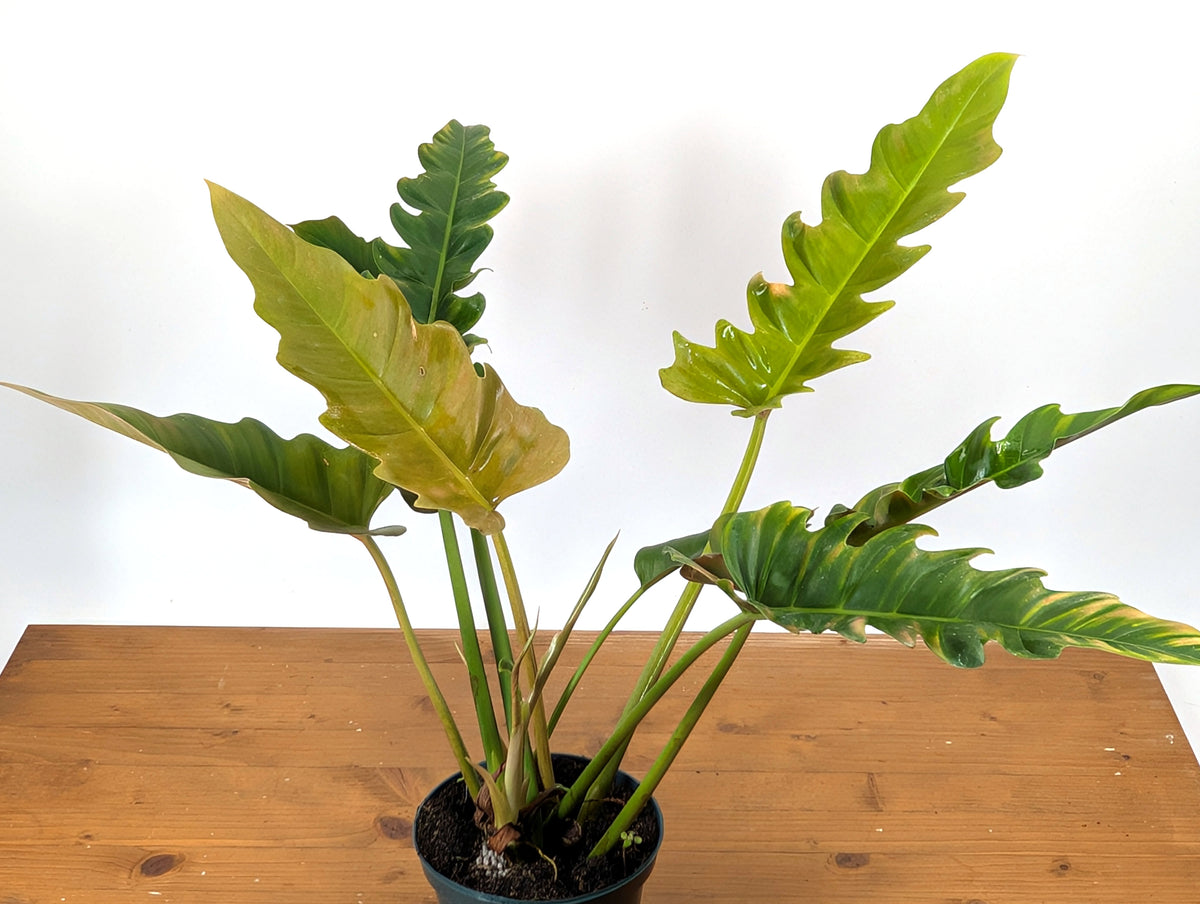 Philodendron Jungle Boogie (Narrow Escape)