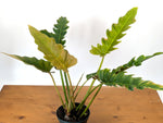 Philodendron Jungle Boogie (Narrow Escape)
