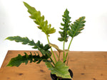Philodendron Jungle Boogie (Narrow Escape)