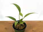 Anthurium Vittariifolium