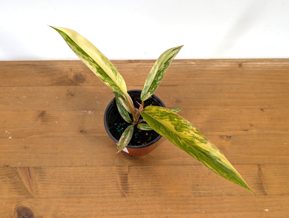 Philodendron Caramel Marble Variegated