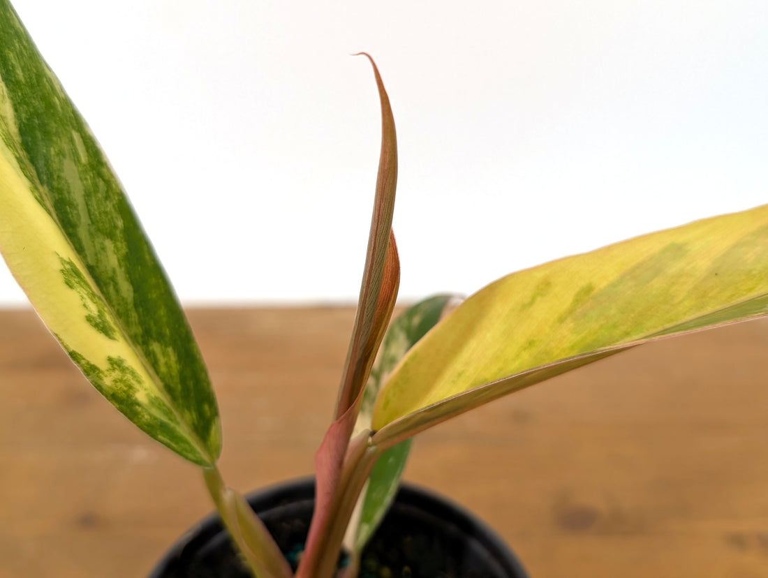Philodendron Caramel Marble Variegated