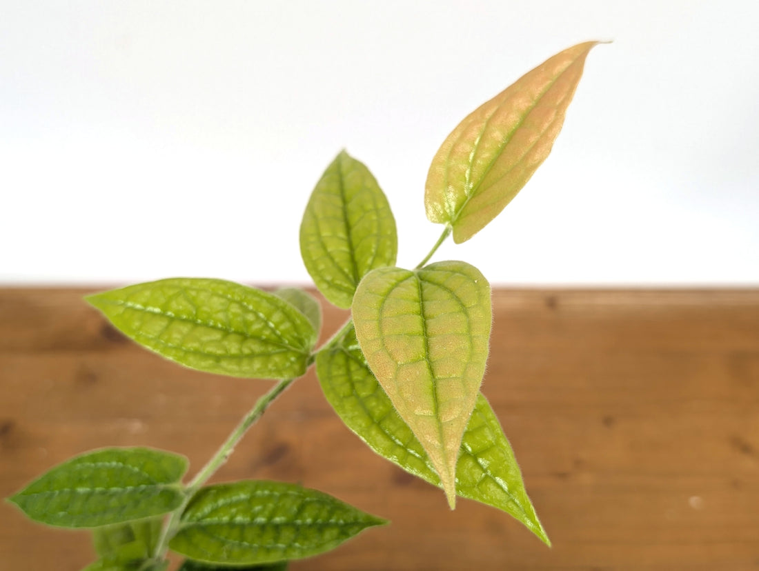 Ceratostema Lanigerum &