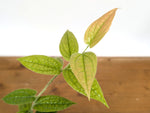 Ceratostema Lanigerum 'Neotropical Blueberry'