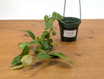 Ceratostema Loucianae 'Villosa'