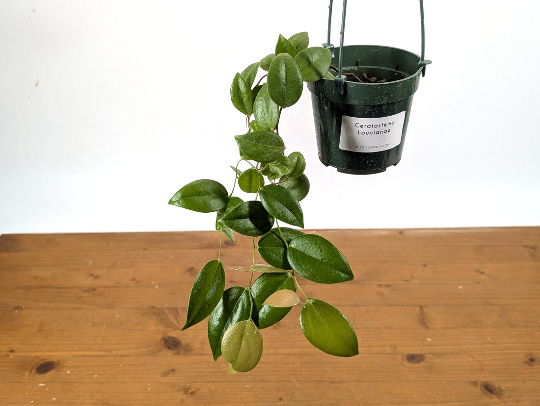 Ceratostema Loucianae &