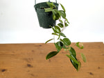 Ceratostema Loucianae 'Villosa'