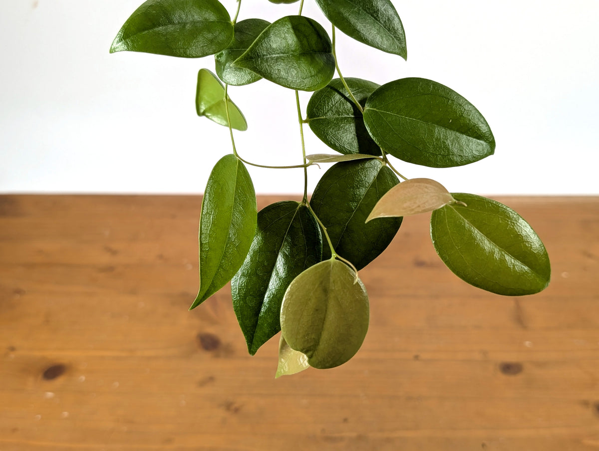 Ceratostema Loucianae 'Villosa'