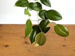 Ceratostema Loucianae 'Villosa'