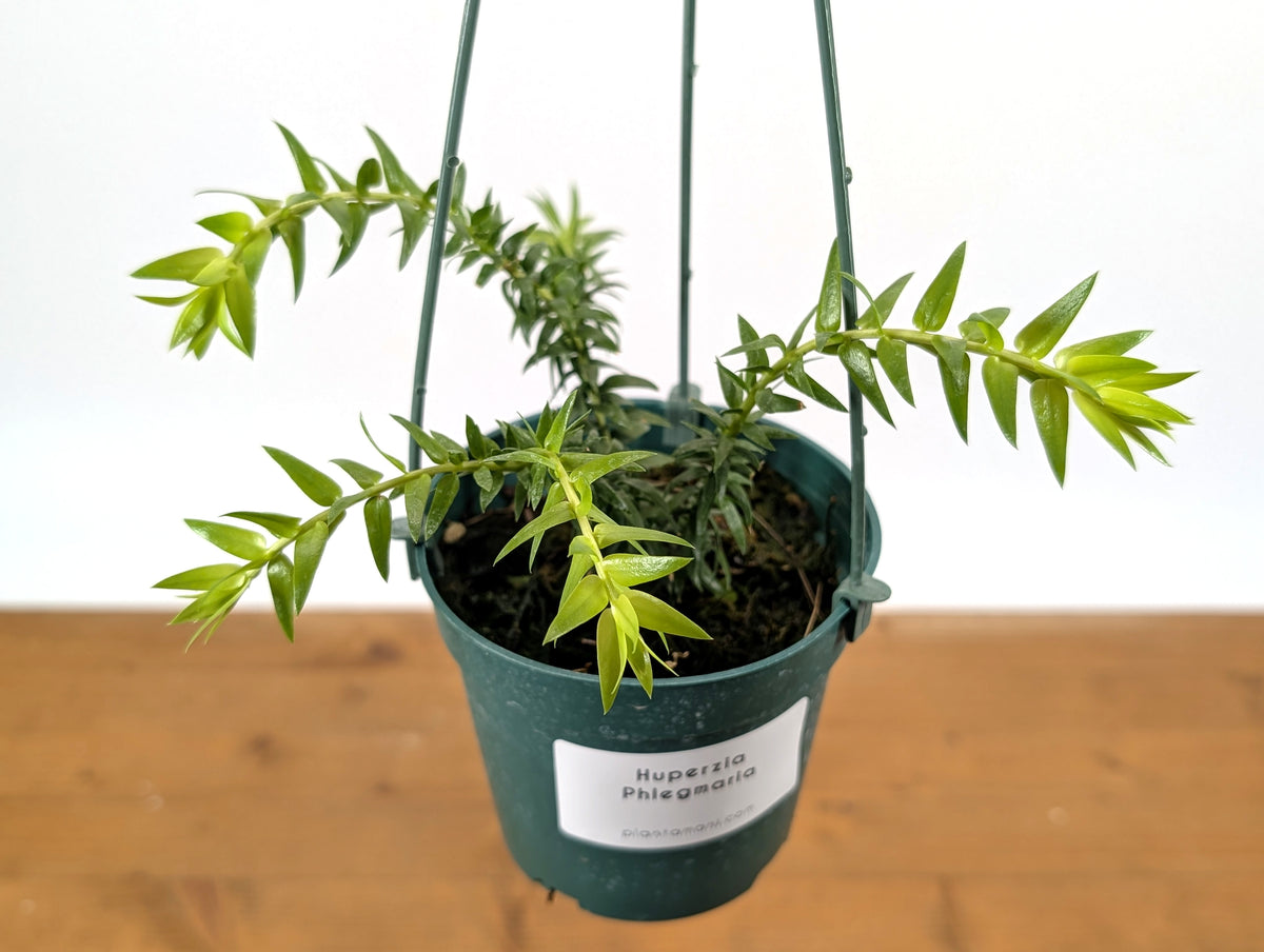 Huperzia Phlegmaria 'White Stem'
