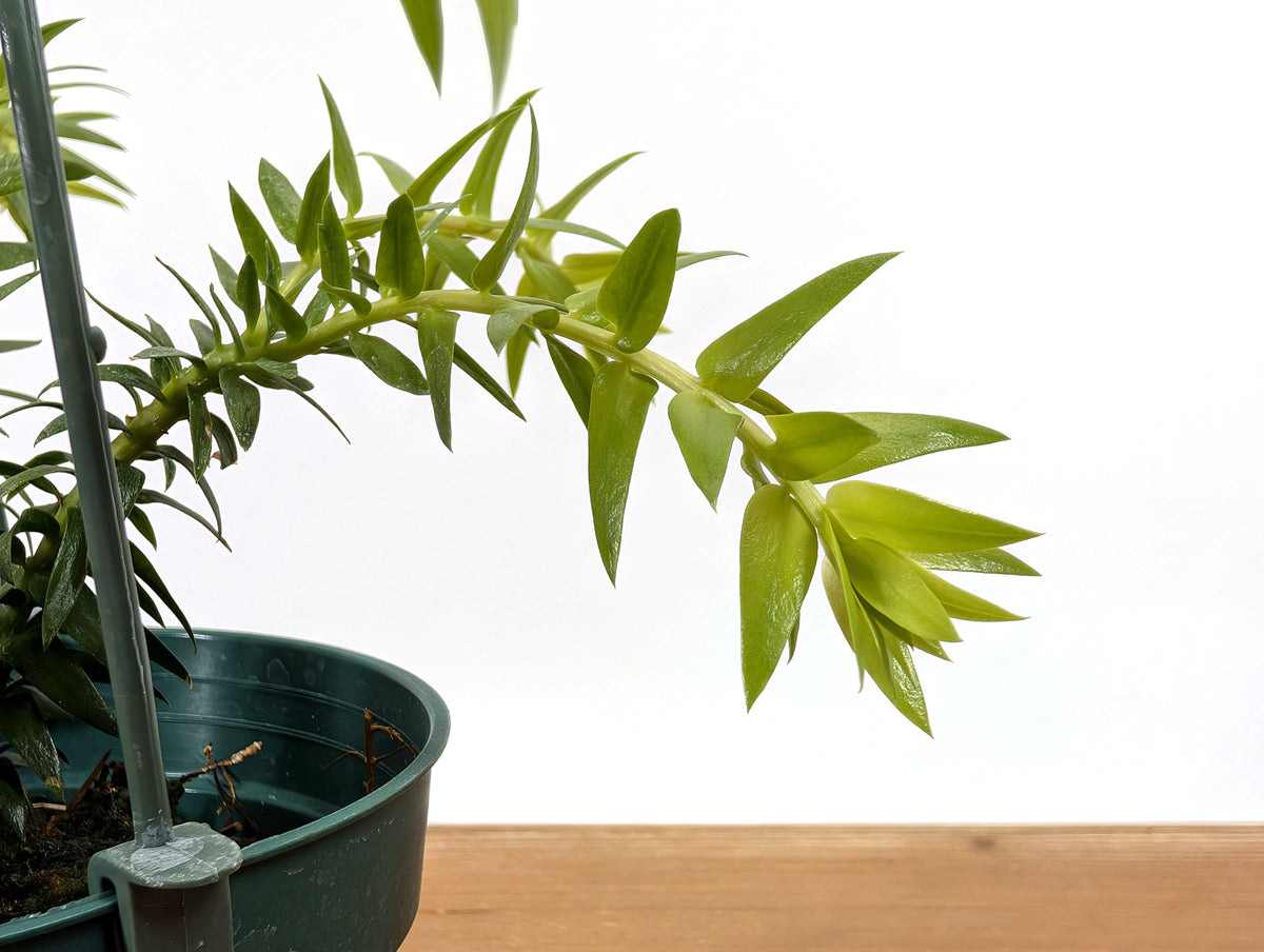 Huperzia Phlegmaria 'White Stem'