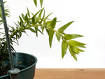 Huperzia Phlegmaria 'White Stem'