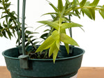 Huperzia Phlegmaria 'White Stem'
