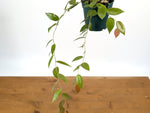 Ceratostema Zamorana