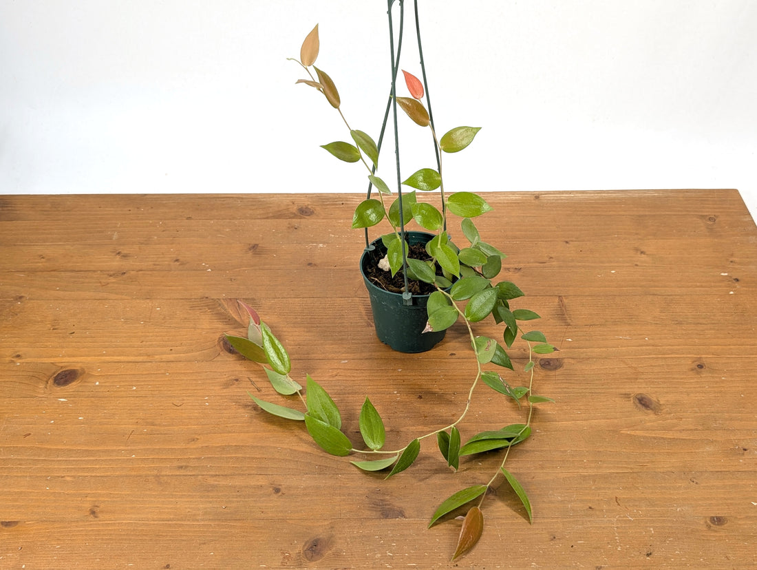 Ceratostema Zamorana