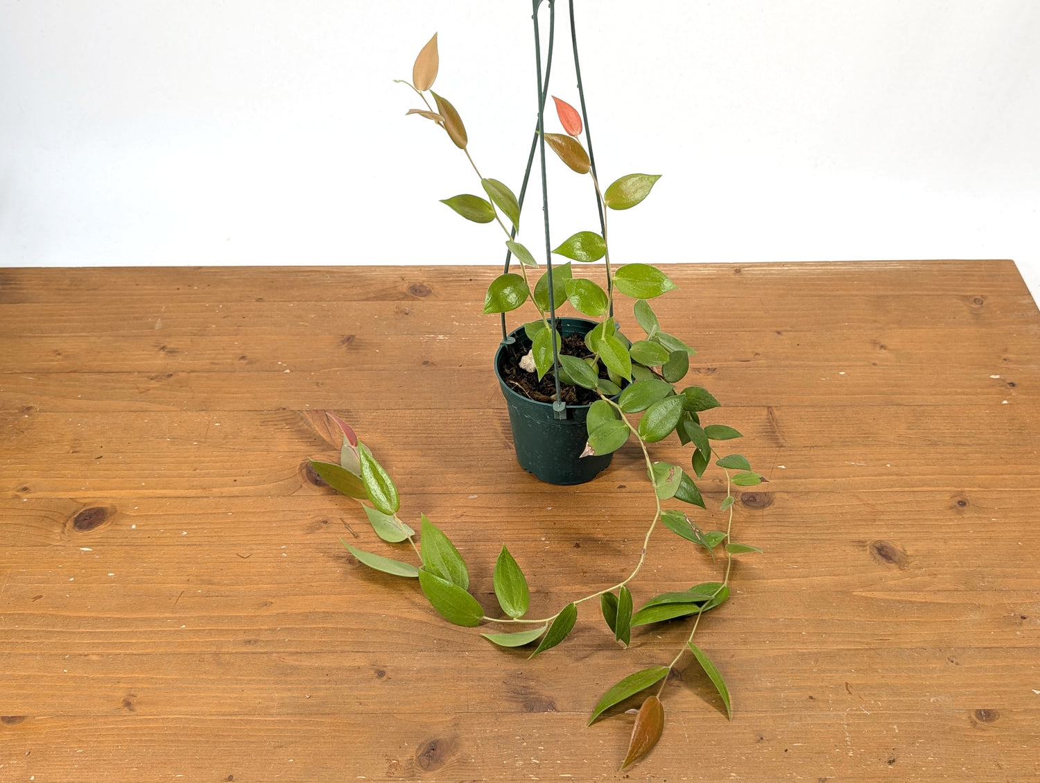 Ceratostema Zamorana