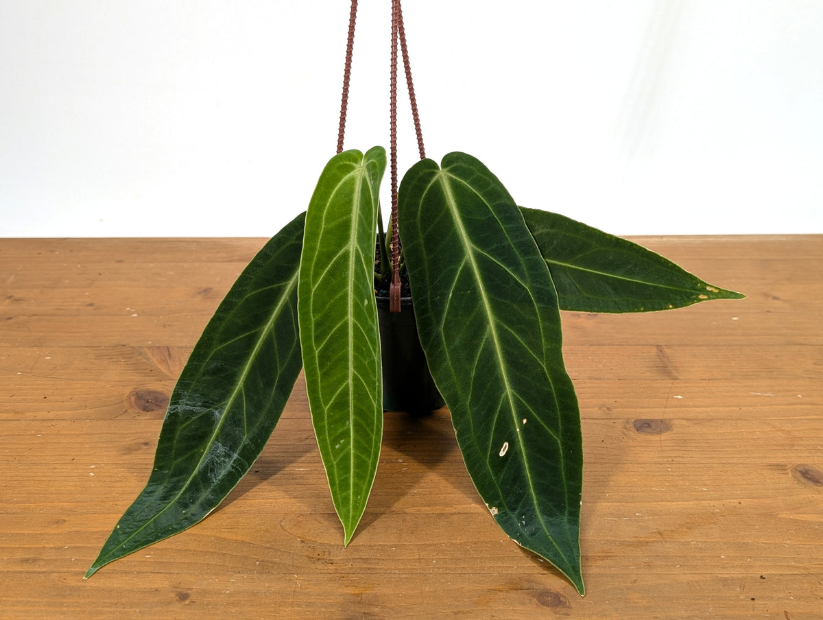 Anthurium Warocqueanum 'Queen'