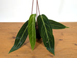 Anthurium Warocqueanum 'Queen'