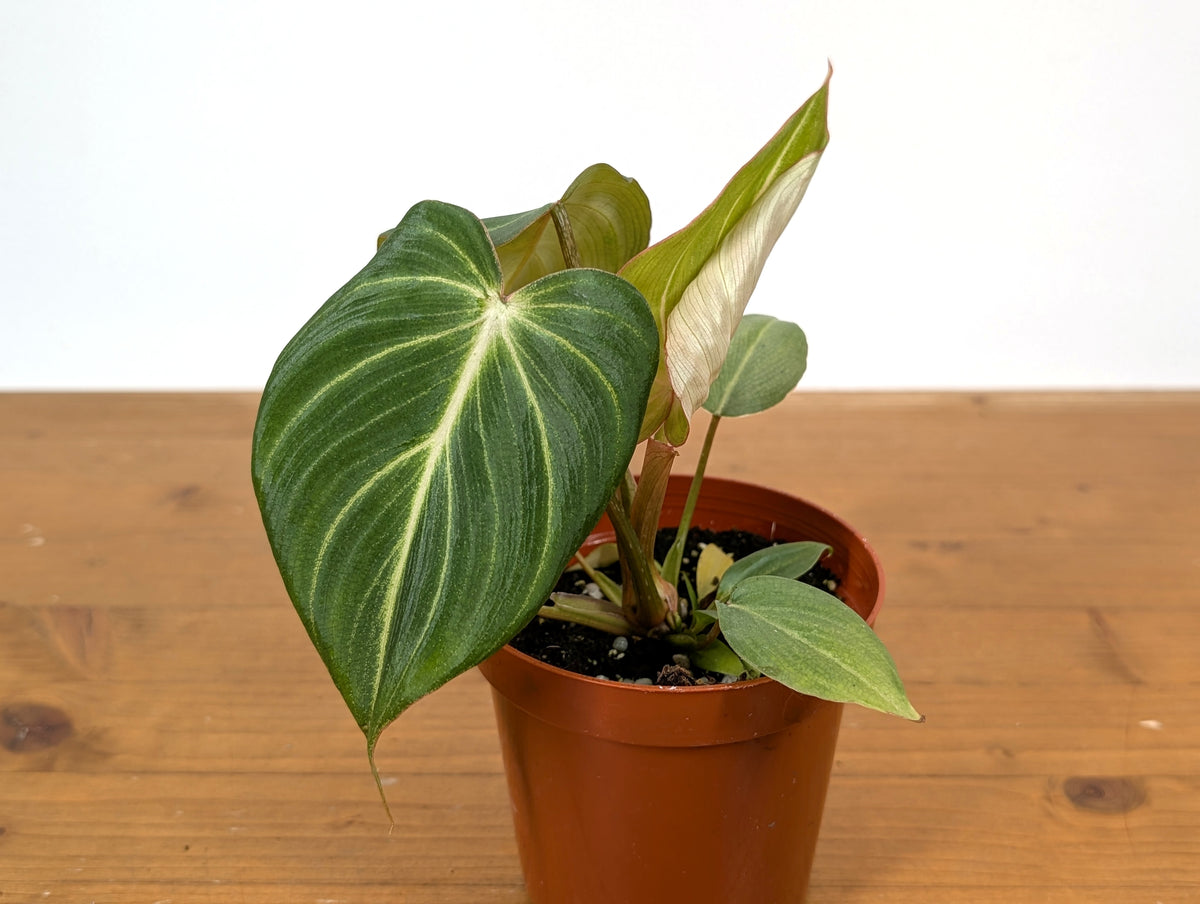 Philodendron Gloriosum 'Zebra'
