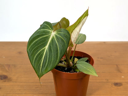 Philodendron Gloriosum &