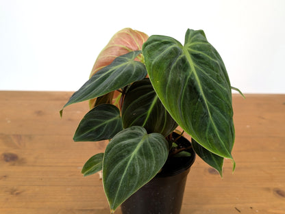 Philodendron rubrijuvenile &