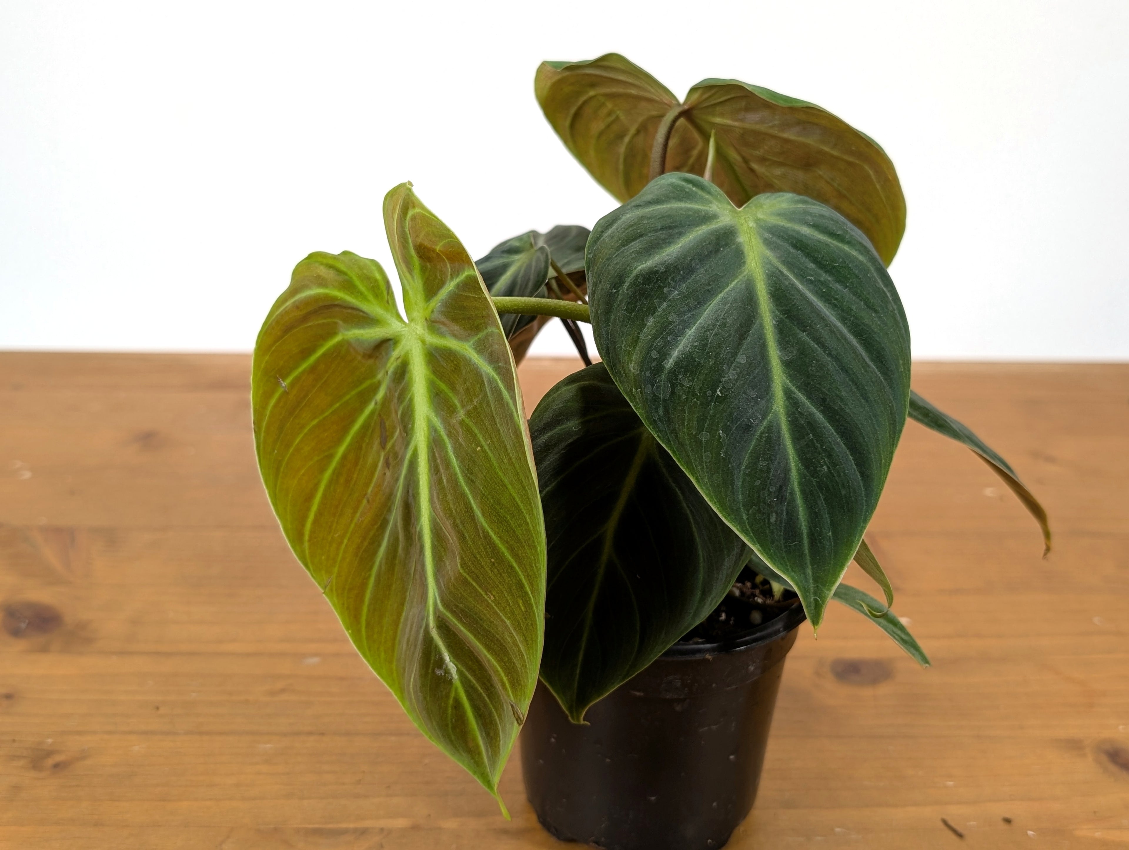Philodendron rubrijuvenile &