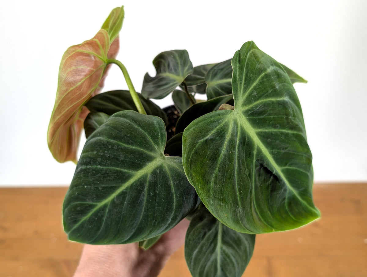 Philodendron Rubrijuvenile 'El Choco Red'