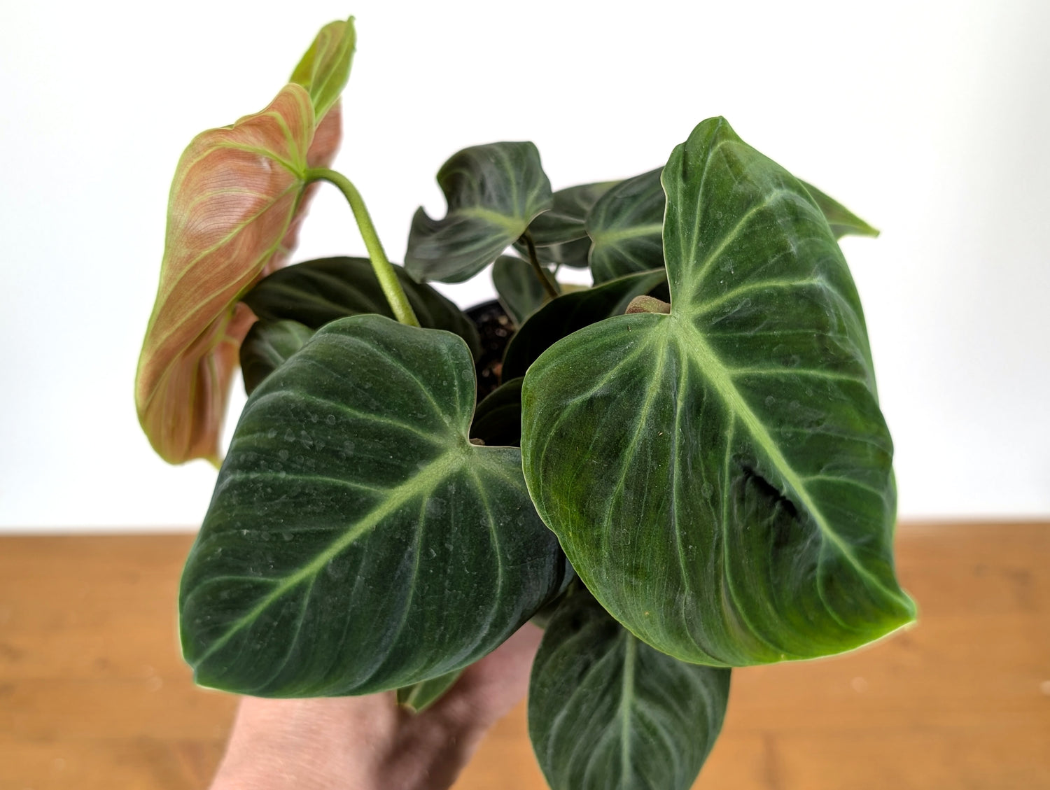 Philodendron rubrijuvenile &