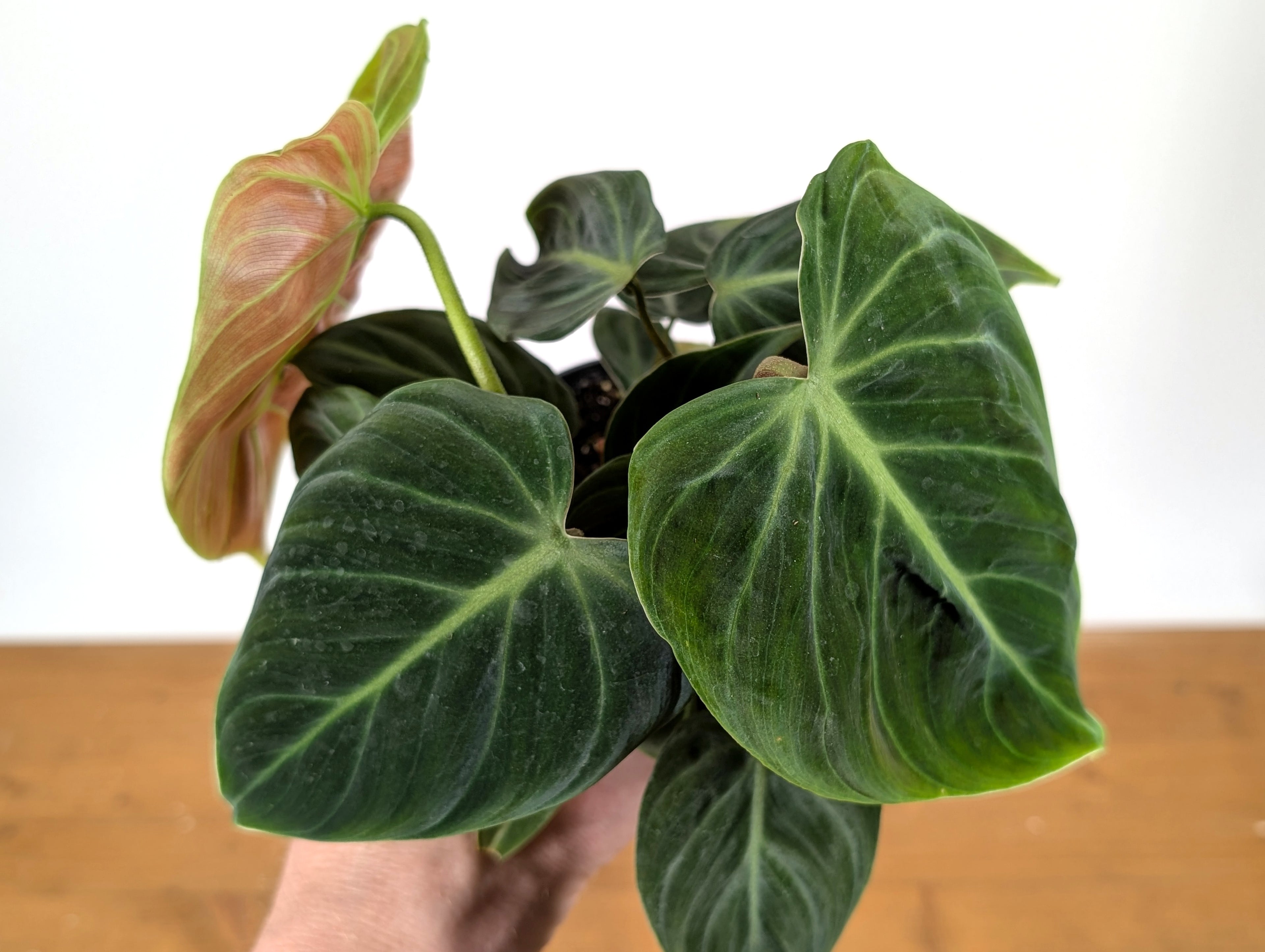 Philodendron rubrijuvenile &