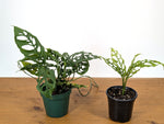 Monstera Obliqua Peru