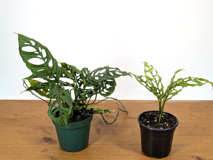 Monstera Obliqua Peru