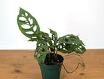 Monstera Obliqua Peru