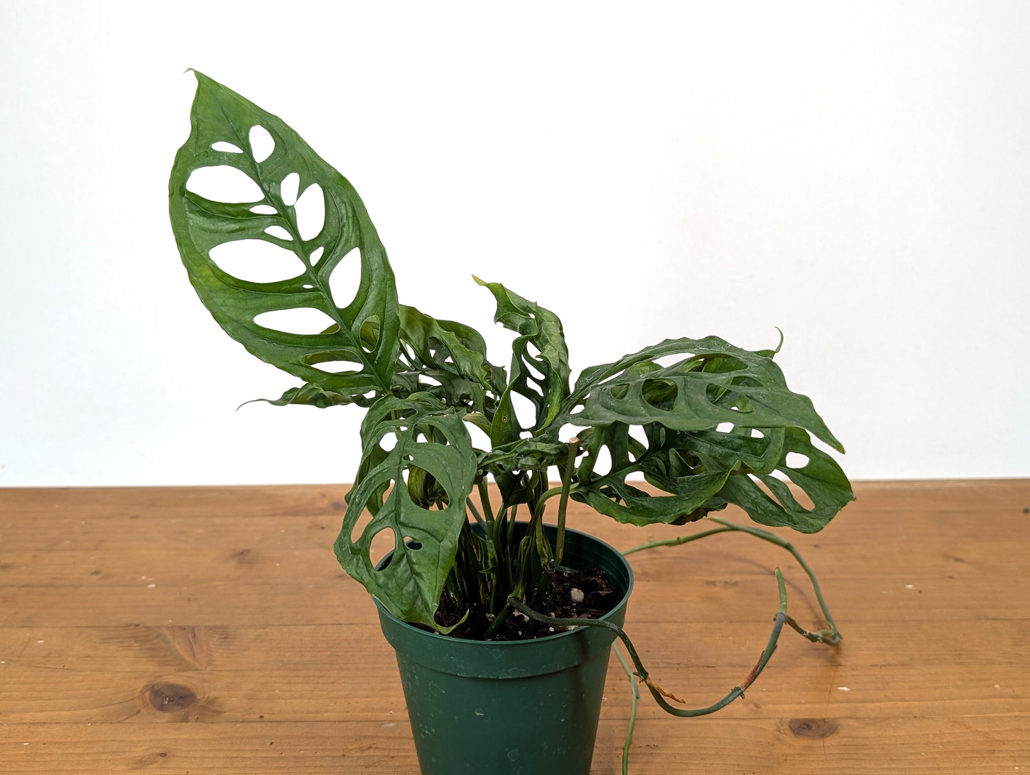 Monstera Obliqua Peru
