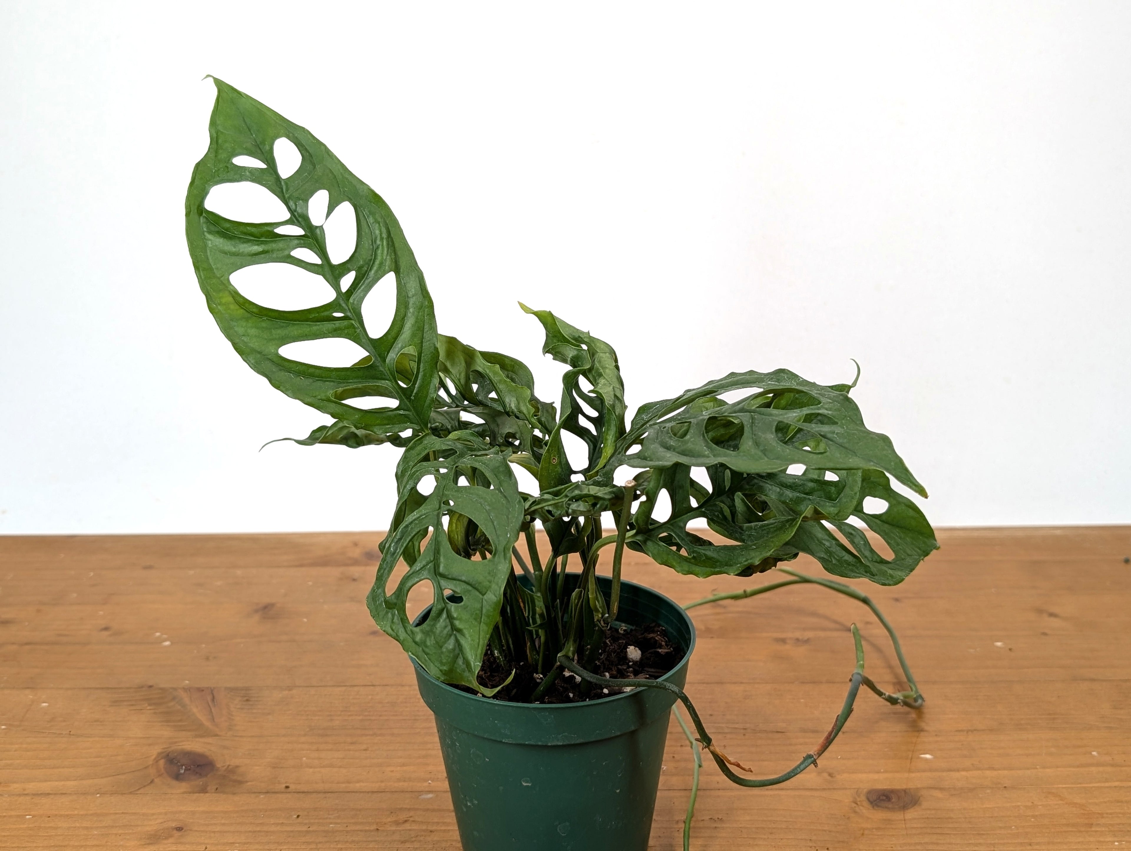 Monstera Obliqua Peru