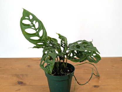 Monstera Obliqua Peru