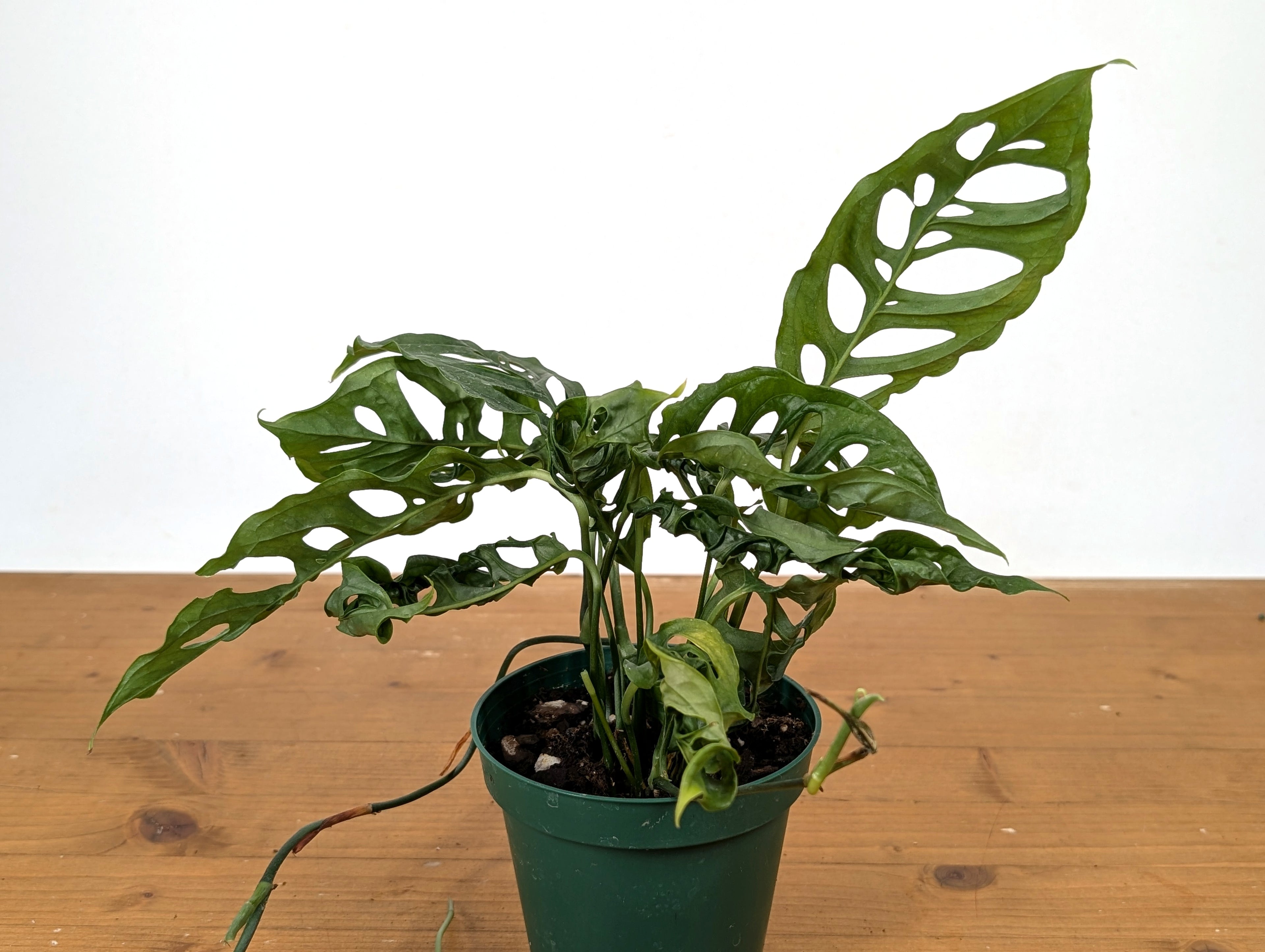 Monstera Obliqua Peru