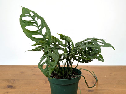 Monstera Obliqua Peru